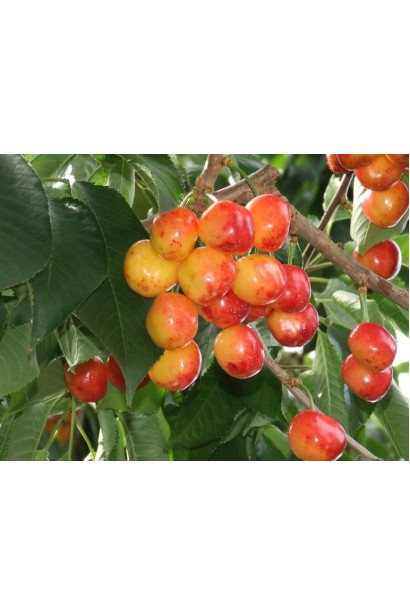 Черешня Любава жовта — середньо-пізній сорт.