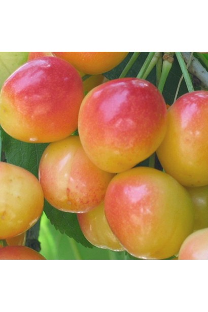 Жовті ягоди черешні Любава для саду.