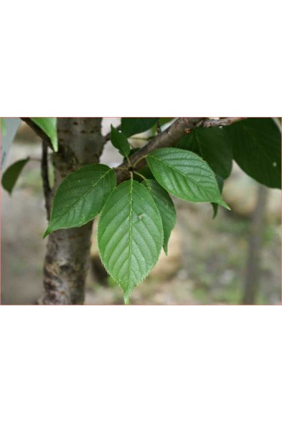 Черешня Любава жовта (середньо-пізня)