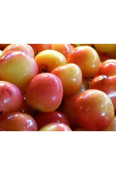 Соковита черешня Любава середньо-пізнього дозрівання.