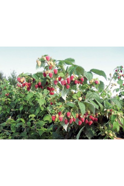 Малина штамбова Здоровань