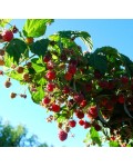 Малина штамбовая Крепыш | Малина штамбова Здоровань | Raspberries stam Krepish
