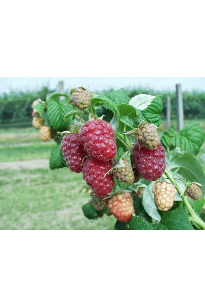 Raspberries stam Krepish