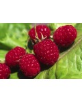 Малина штамбовая Крепыш | Малина штамбова Здоровань | Raspberries stam Krepish