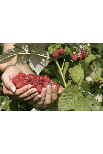 Малина червона Здоровань самозапильний сорт