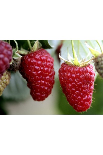 Малина штамбова Здоровань великі червоні конусоподібні плоди