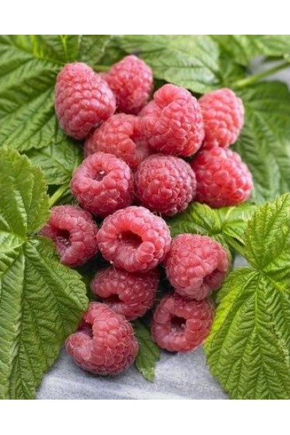 Малина червона Здоровань плоди