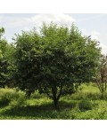 Черешня Китаївська чорна (середня) | Черешня Китаевская чёрная (средняя) | Prunus avium Kitaevskaja Chernaja
