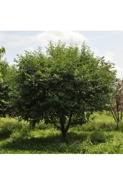 Китаевская черная - идеальная черешня для ландшафта.