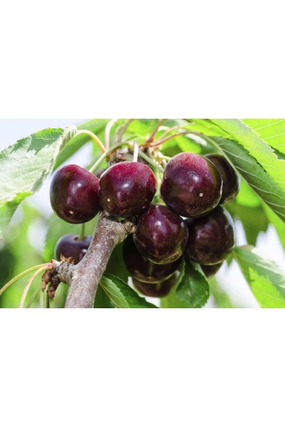 Сочная черешня Китаевская черная с насыщенным вкусом.