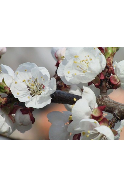 Цветение черешни Китаевская черная - это цветение черешни