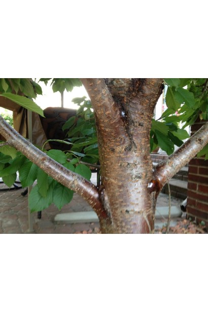 Prunus avium Kitaevskaja Chernaja