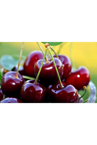 Черешня Китаевская черная - средний сорт для сада.