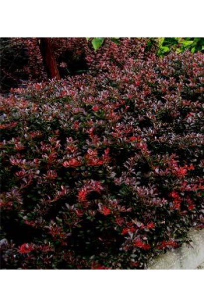 Барбарис Атропурпуреа Нана пурпурно-червоне листя