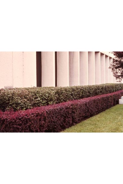 Барбарис Атропурпуреа Нана низький живопліт