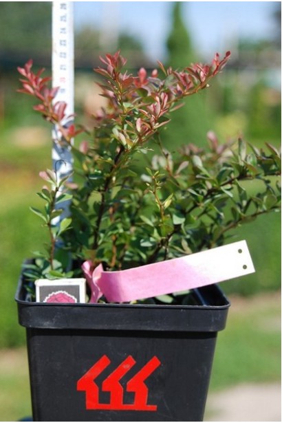 Барбарис Атропурпуреа Нана в контейнері Р9