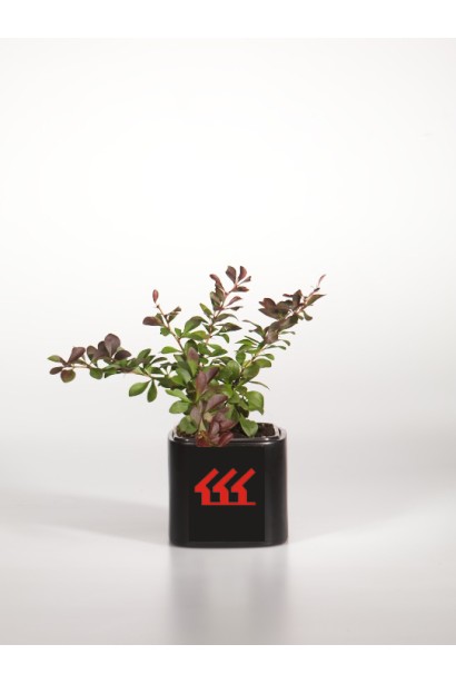 Барбарис Атропурпуреа Нана контейнер Р9/0,5л