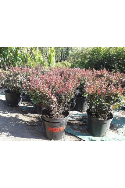 Барбарис Атропурпуреа Нана в садовому центрі