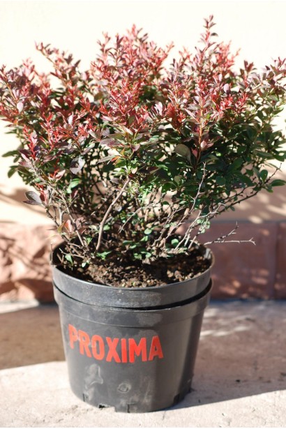 Барбарис Atropurpurea Nana в горщику 5 л