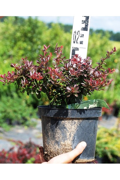 Berberis Thunbergii Atropurpurea Nana контейнер 3 л