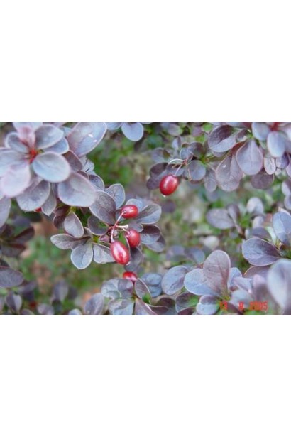 Барбарис Atropurpurea Nana ягоди
