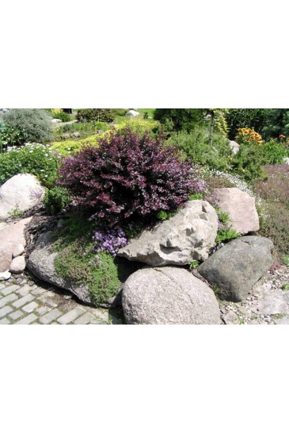 Барбарис Атропурпуреа Нана в ландшафті