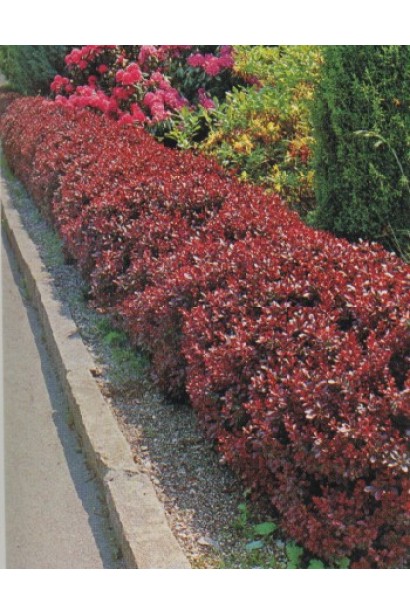 Барбарис Атропурпуреа Нана алейна посадка