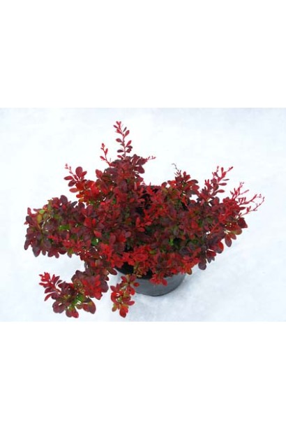 Барбарис Атропурпуреа Нана червоний