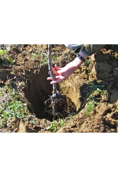 Черешня Мелітопольська - посадка з голим коренем