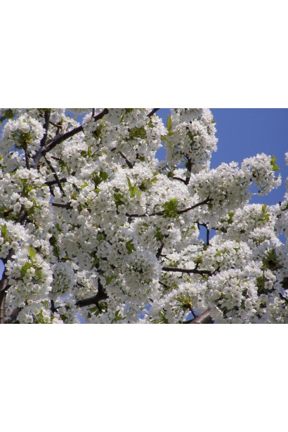 Цвітіння Черешні Мелітопольської Великоплідної