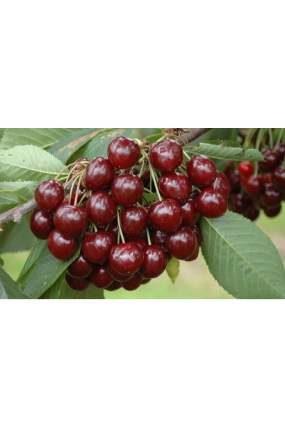 Великі плоди черешні Мелітопольської для саду.