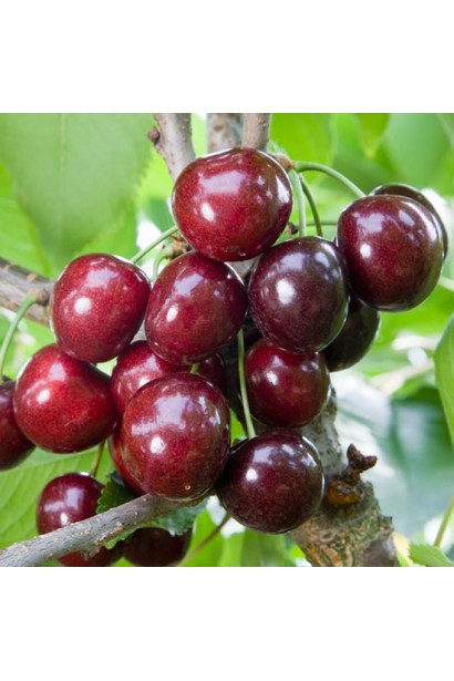 Черешня Мелітопольська Великоплідна для літніх врожаїв.