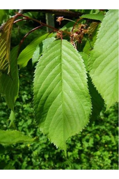 Черешня Мелітопольська Великоплідна (пізня)