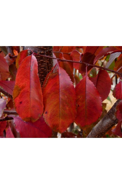 Черешня Мелітопольська Великоплідна (пізня)