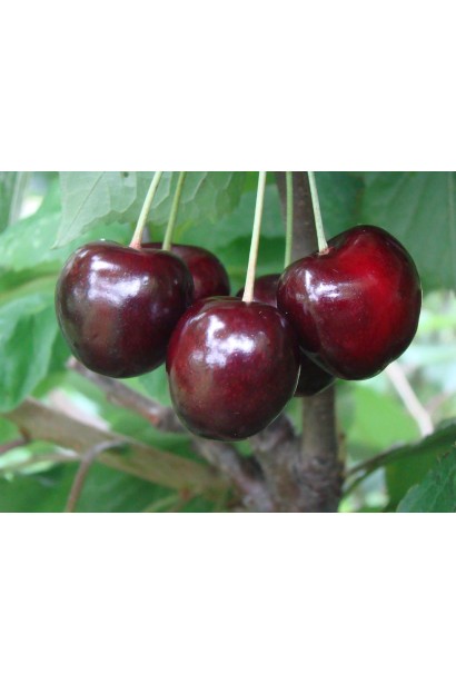Пізній сорт черешні з великими плодами.
