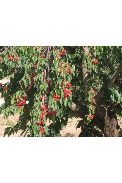 Перші плоди черешні Мелітопольської Мирної.