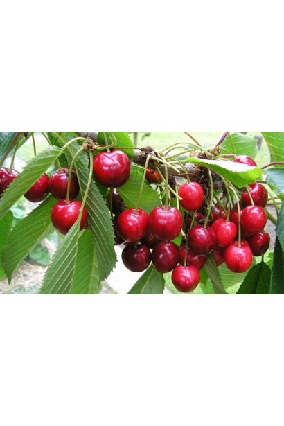 Черешня Мелітопольська Мирна з солодкими плодами.