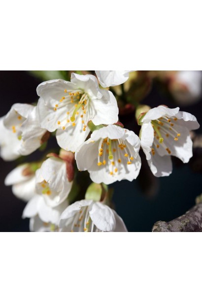 Черешня Мелітопольська Мирна - цвітіння