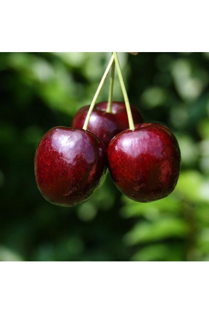 Рання черешня Мелітопольська Мирна для саду.