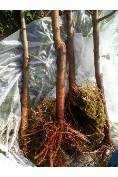 Саджанці черешні Мелітопольська Мирна для ранніх урожаїв.