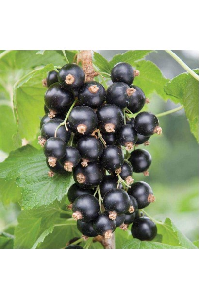 Смородина черная Орест – среднепоздний сорт с крупными черными ягодами