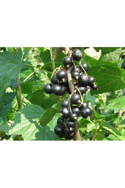 Смородина черная Орест – средний срок созревания