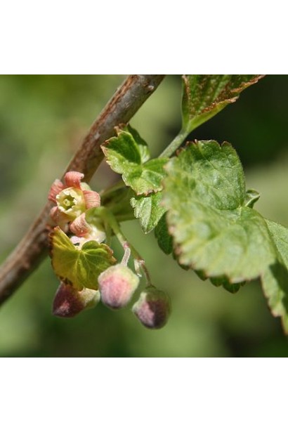 Смородина черная Орест (средняя) 