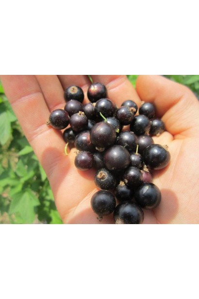 Смородина черная Орест – ягоды с насыщенным ароматом