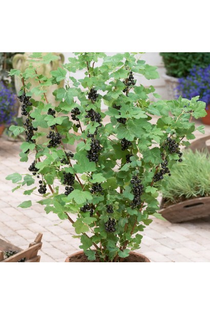 Ribes nigrum Orest – куст с хорошей морозостойкостью