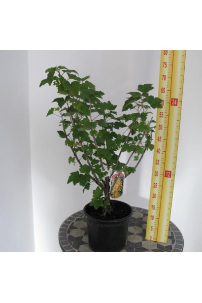 Смородина Орест в контейнере