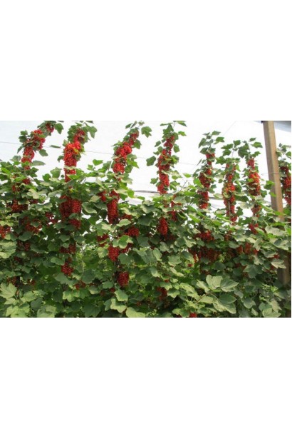 Ribes rubrum Jonkheer Van Tets – кущі із рясним плодоношенням
