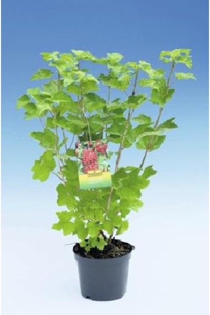 Саджанці смородина Джонкер Ван Тетс