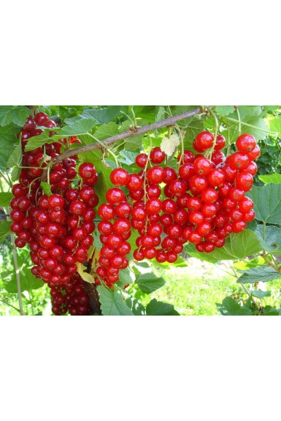 Смородина Джонкер Ван Тетс – соковиті плоди на міцних гілках