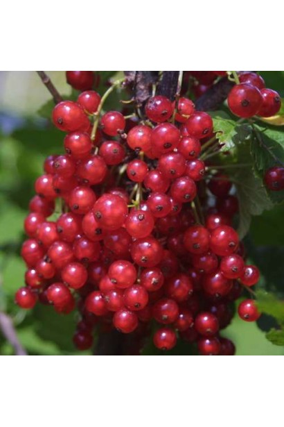 Смородина Джонкер Ван Тетс – яскраво-червоні блискучі грона